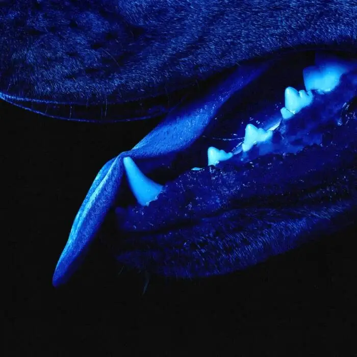 Overmono - Paradise Runner on XL Recordings (DJ Tools) / Electronica